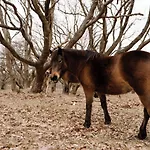 Zoomers Aan Het Bos 酒店 卡斯特里科姆