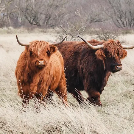 Zoomers Aan Het Bos Castricum