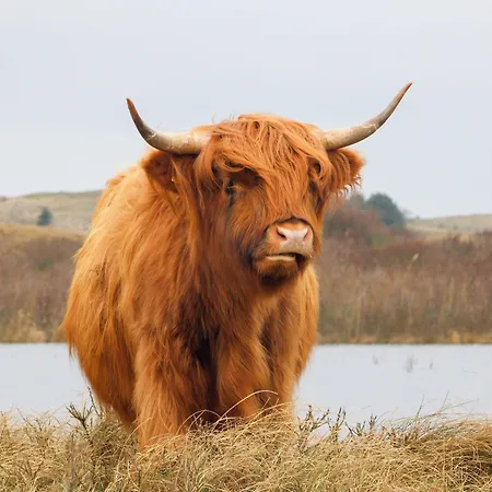 Zoomers Aan Het Bos מלון