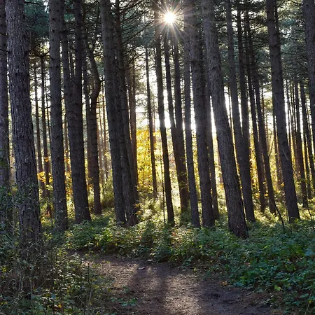 Zoomers Aan Het Bos 4* Castricum