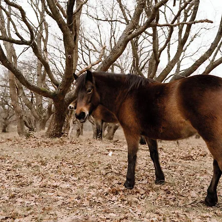 Zoomers Aan Het Bos מלון קסטריקום