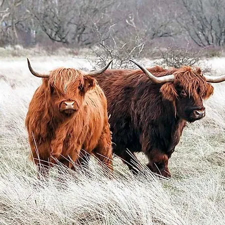 Zoomers Aan Het Bos 4*